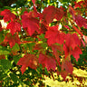 October Glory Maple Tree