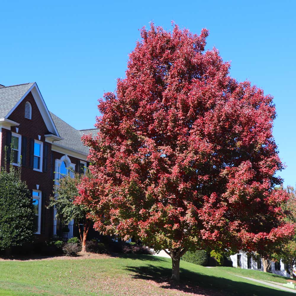 #4 - October Glory Maple Tree