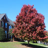 October Glory Maple Tree