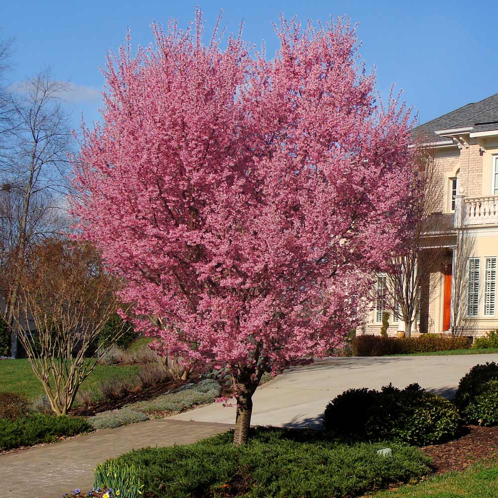 #2 - Okame Cherry Tree