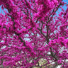 Oklahoma Redbud Tree