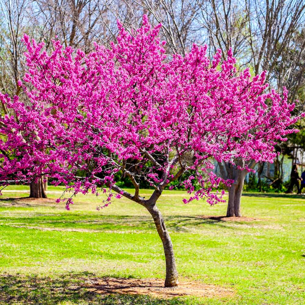 Oklahoma Redbud Tree