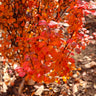 Orange Rocket Barberry Shrub