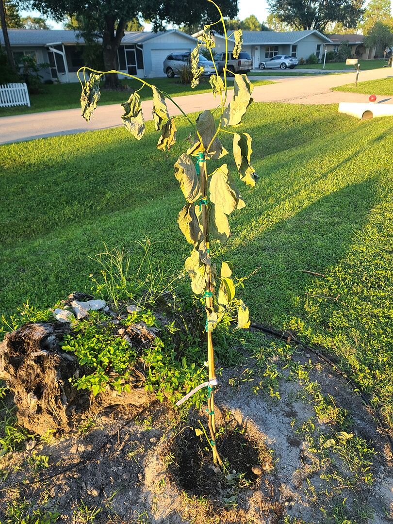 Hong Kong Resting in Peace