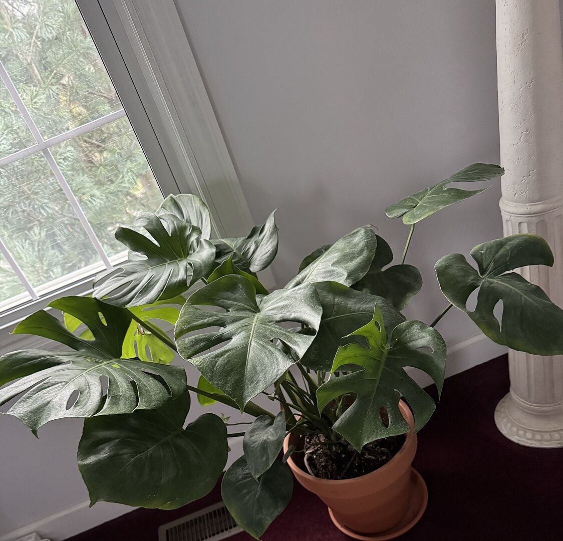 Monstera is full size and spectacular