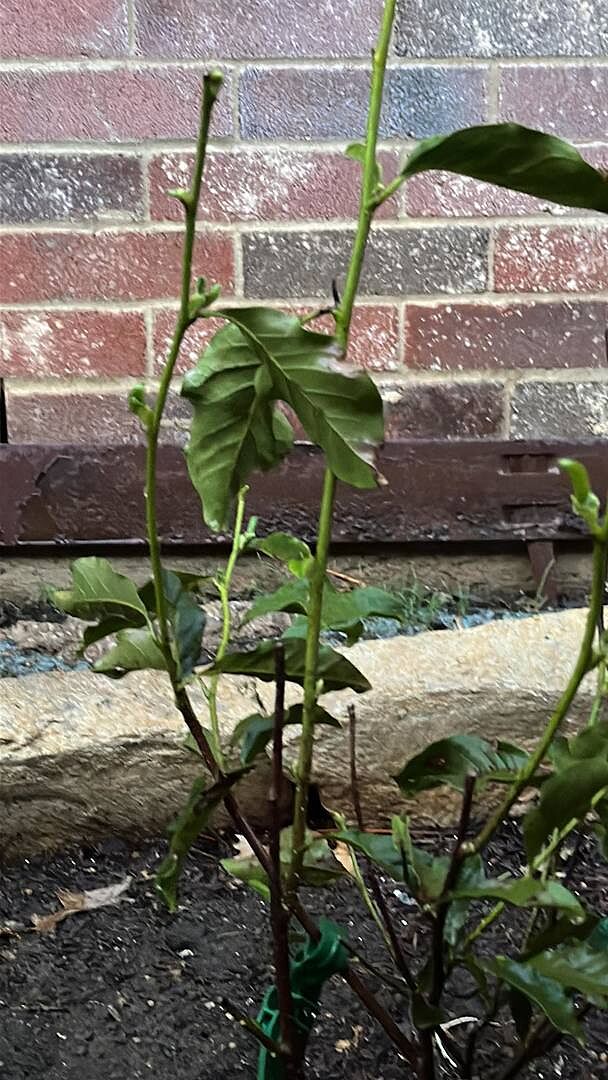 it took over 2 weeks