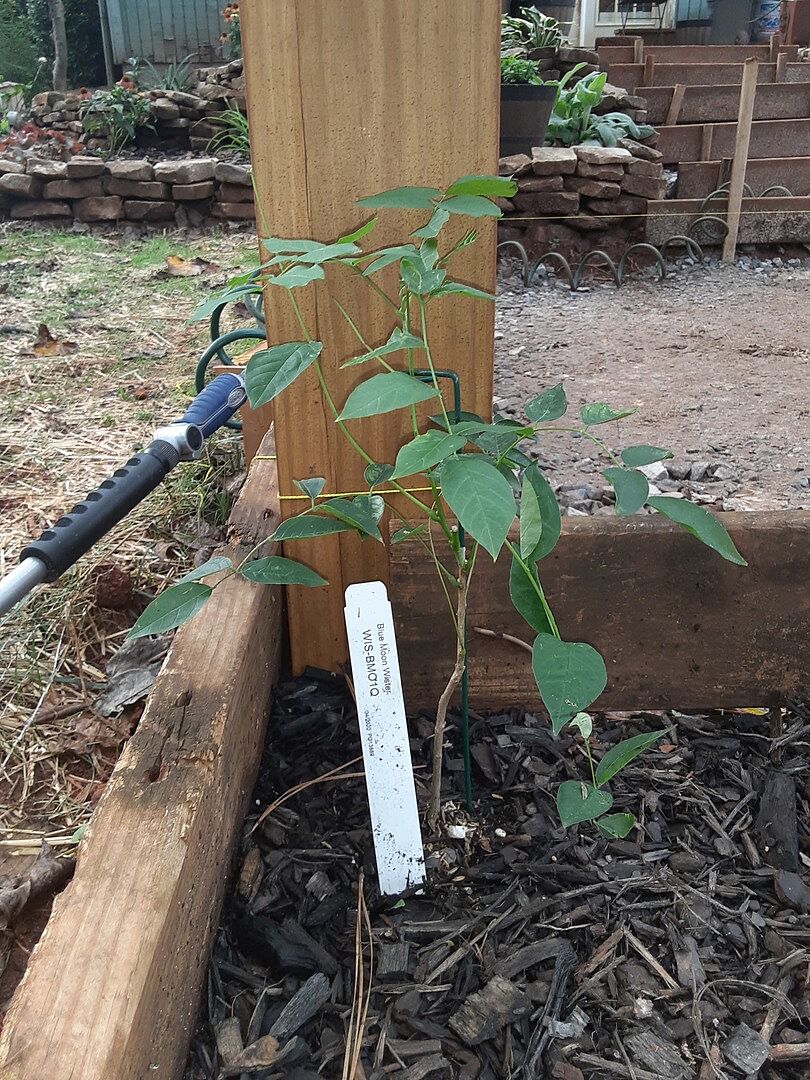 Quality starter plants