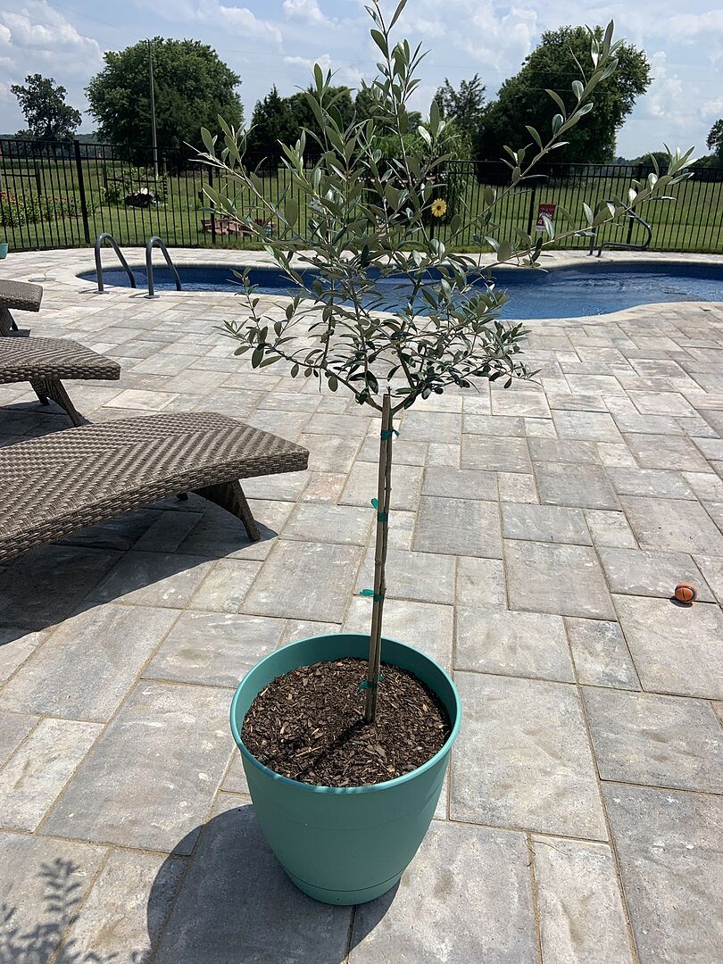 Arrived perfectly healthy ready to