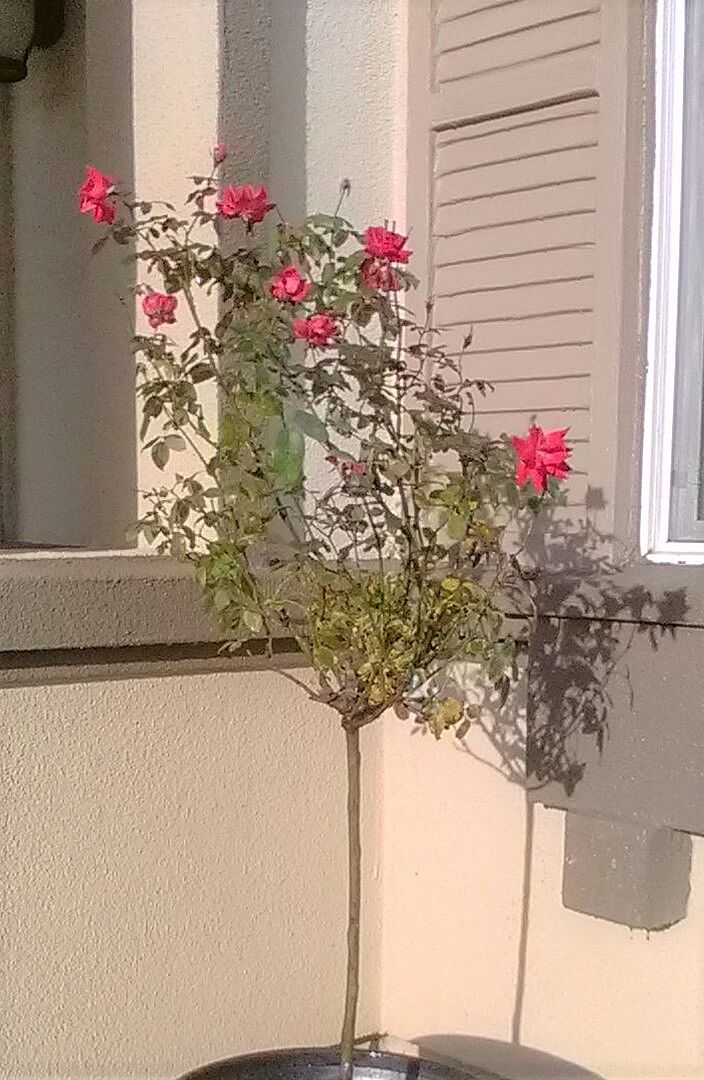 IT'S BEAUTIFUL RIGHT OUT OF THE BOX