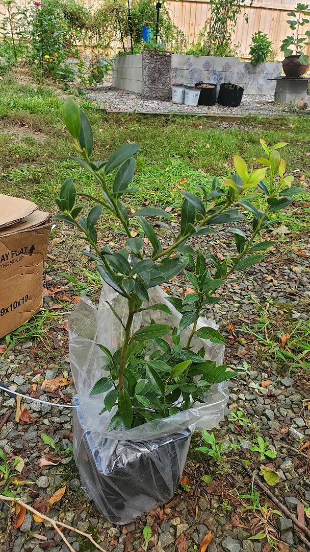 Arrived in great shape. Looks