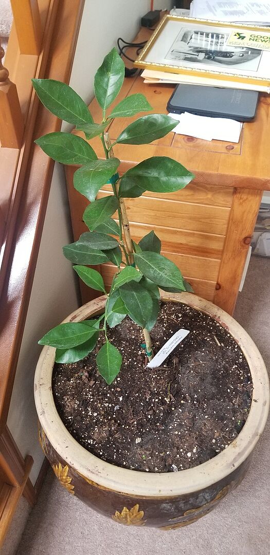 Plant looked great and healthy.