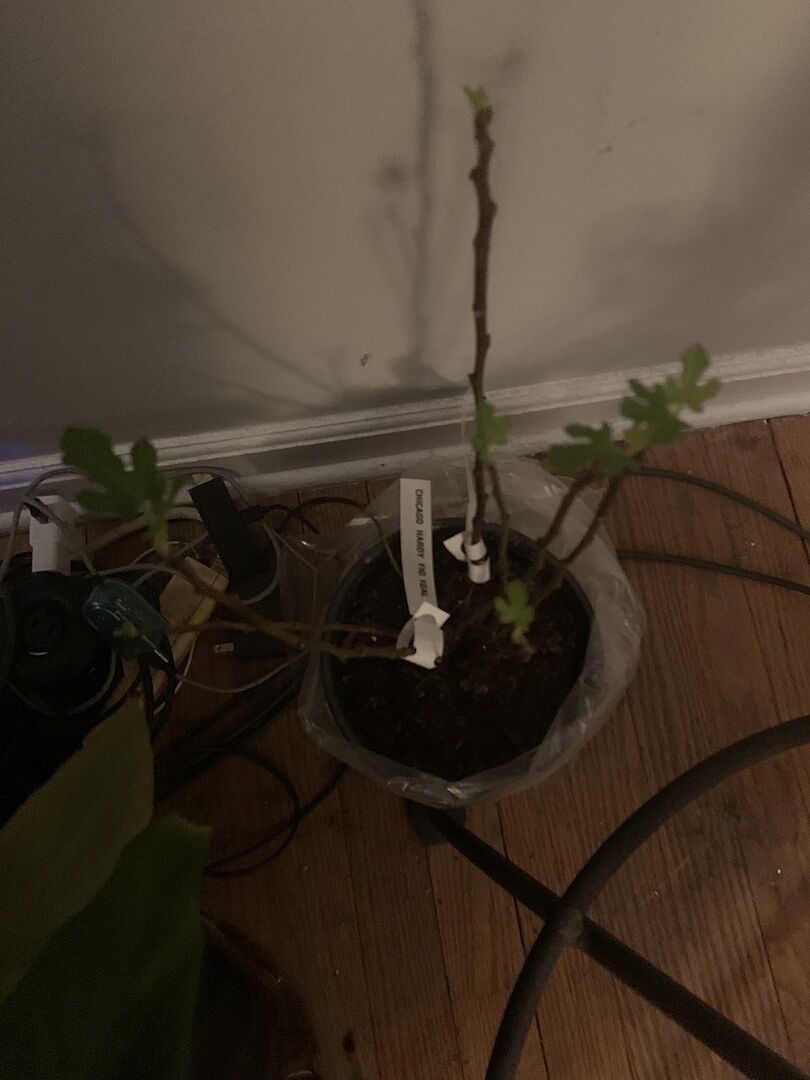 Chicago fig in St Louis?