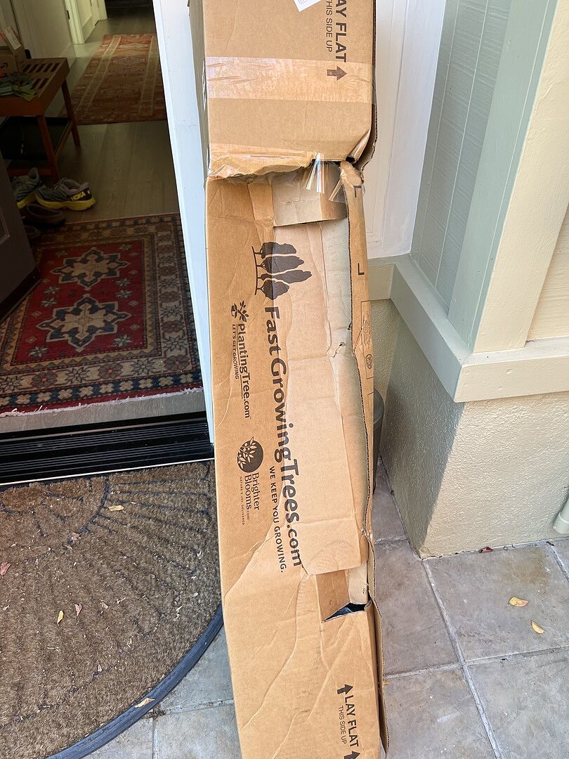 Let's Hope This Little Tree Comes Through!