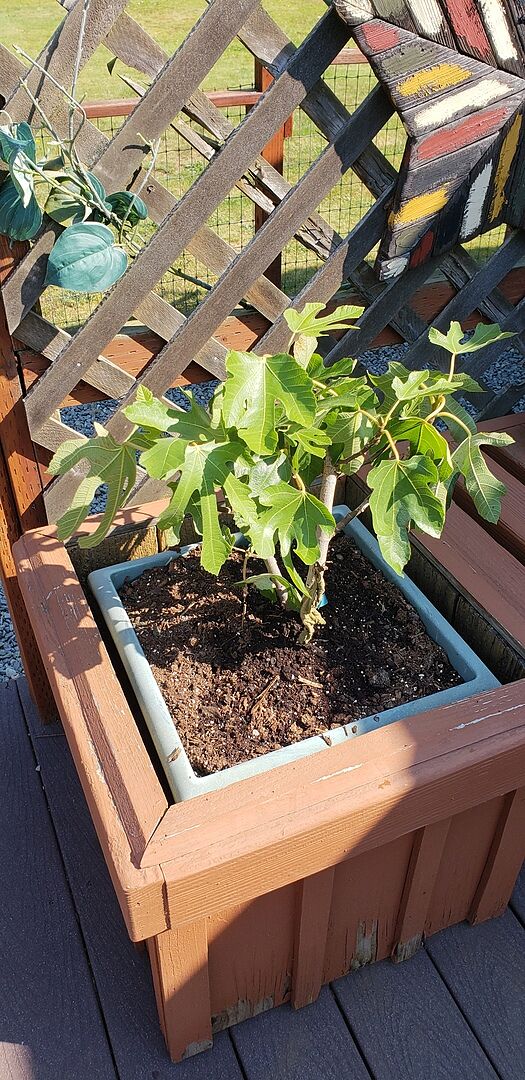 My little Miss Figgy arrived