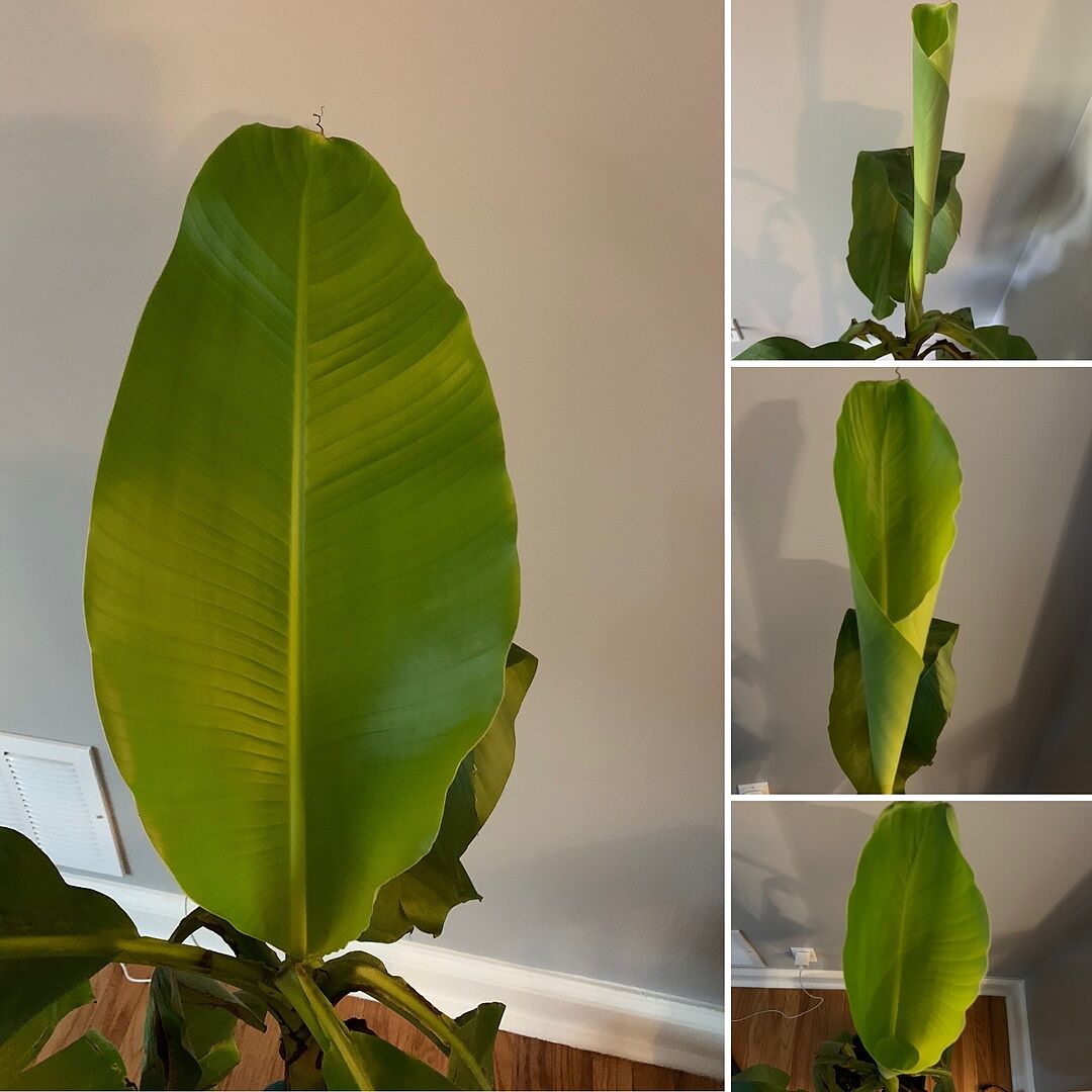 Cold hardy banana tree