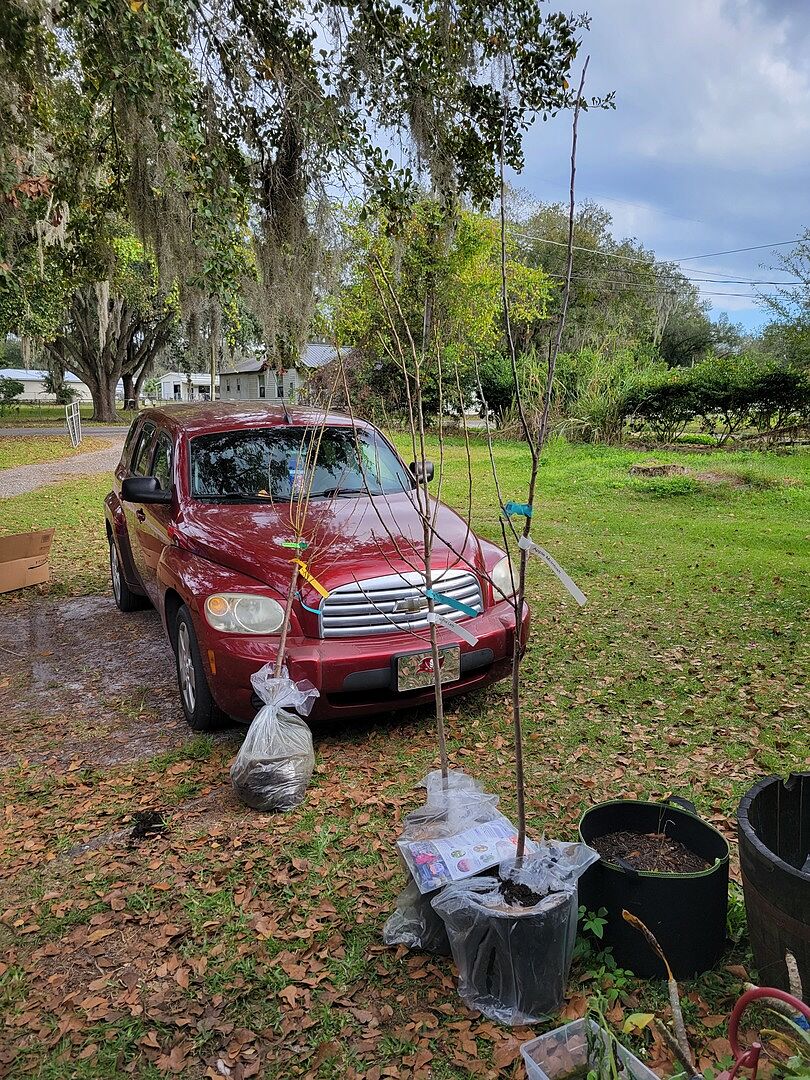 Apple trees and I'm so happy
