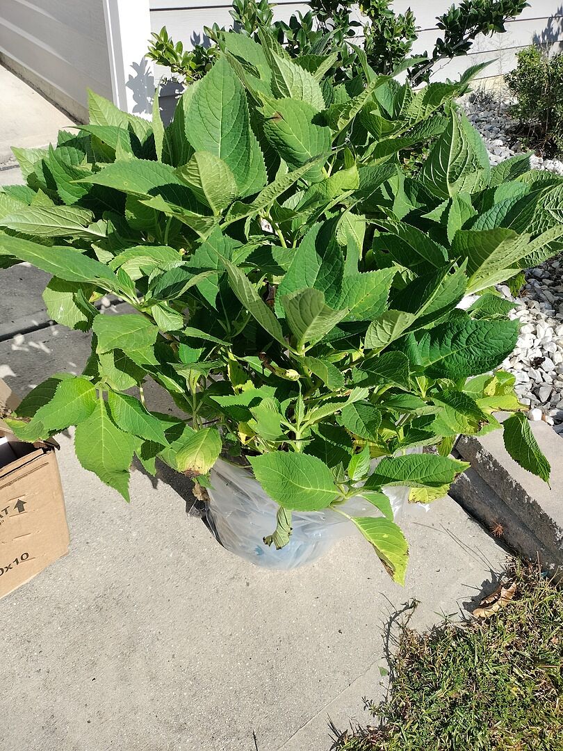 Very healthy on arrival