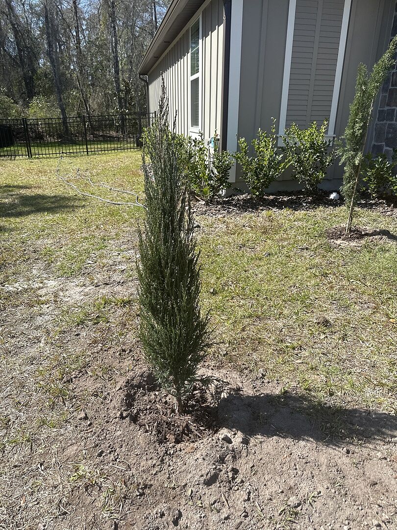 The tree arrived, healthy and