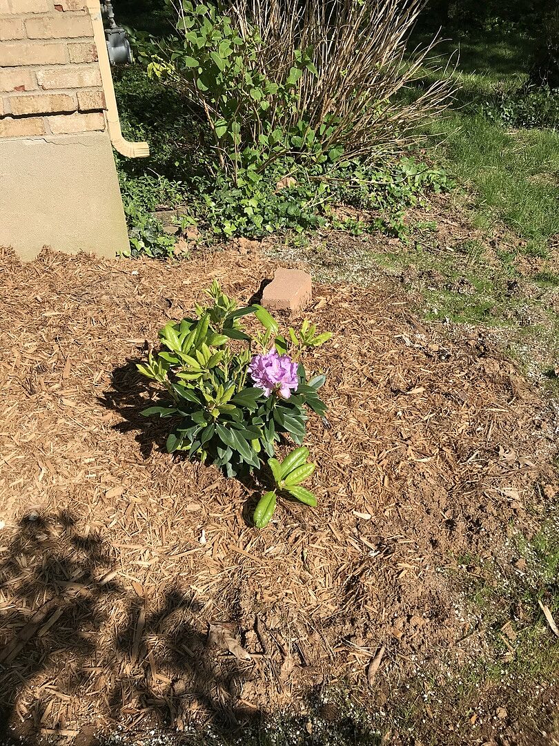 Lavender Catawba Rhododendron