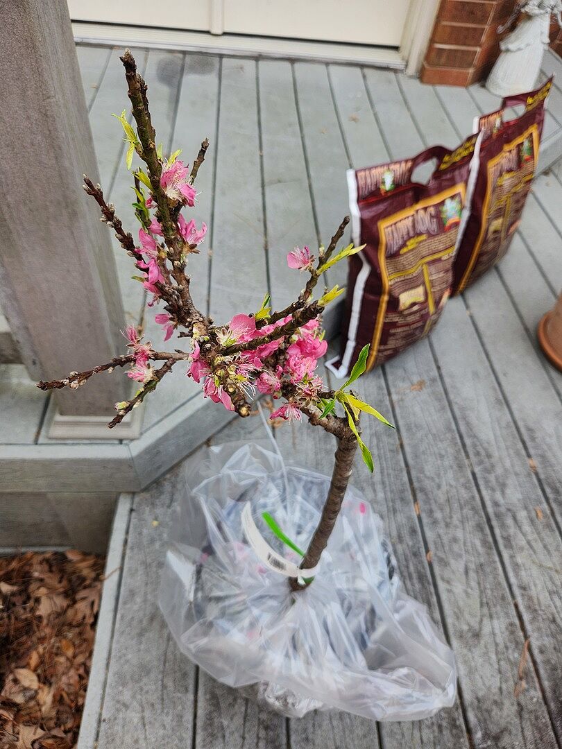 Plants arrived well packaged and