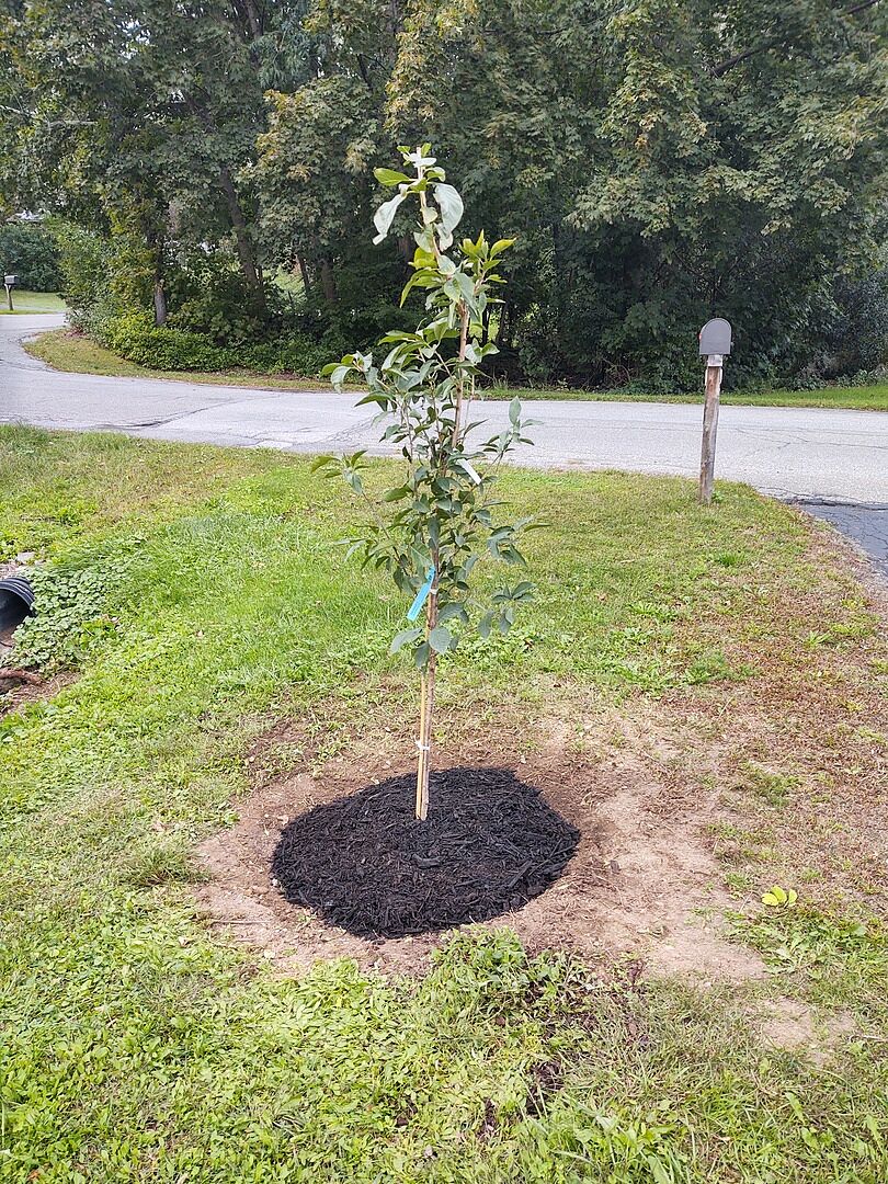 It's a beautiful little tree.