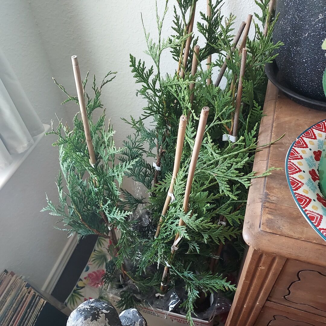 10 nice Trees 🌳 TY!