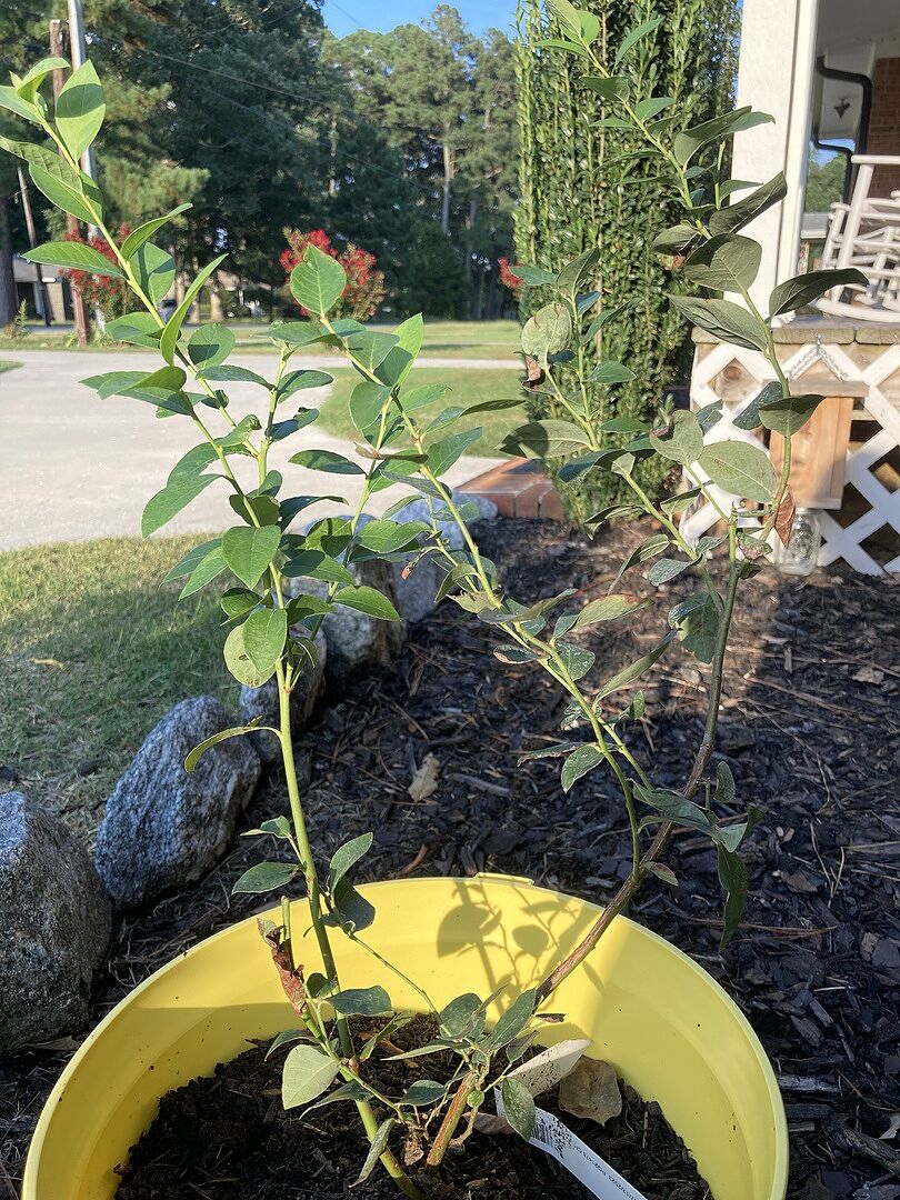 Blueberry bush