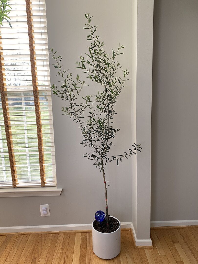 Beautiful olive tree