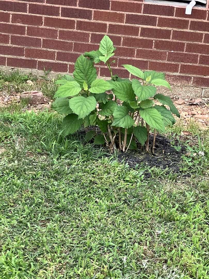 My plant is coming along.