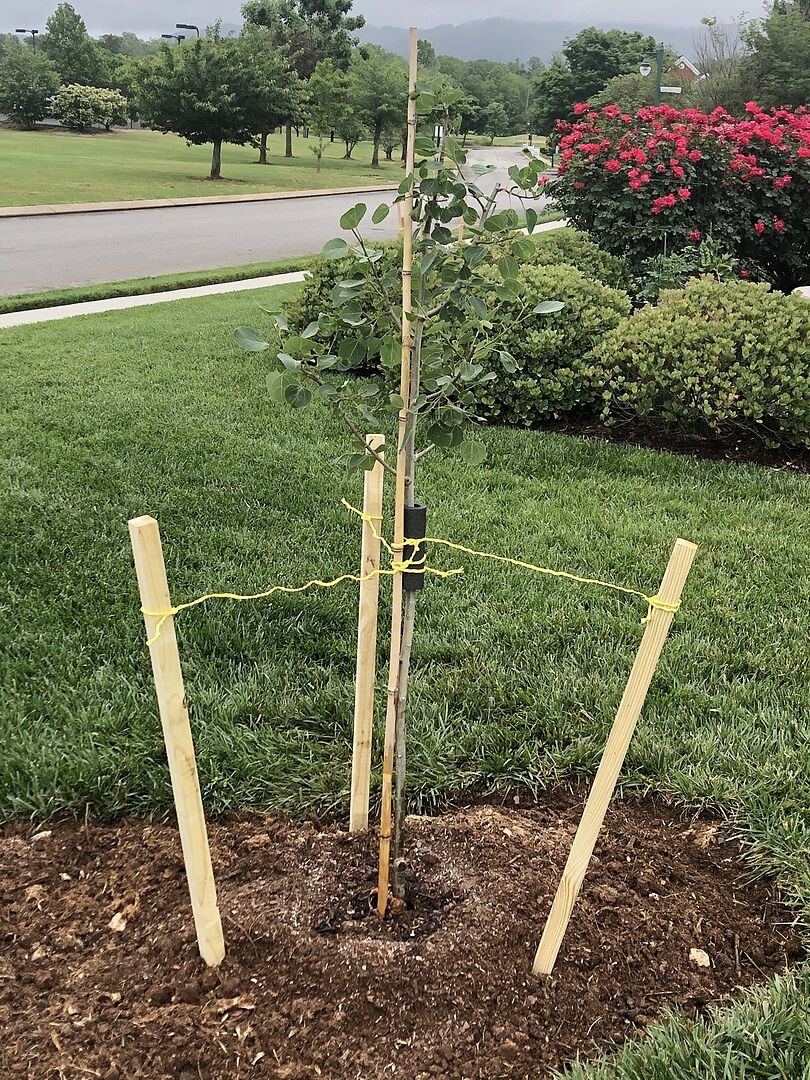 Quaking Aspen Tree Looks Great