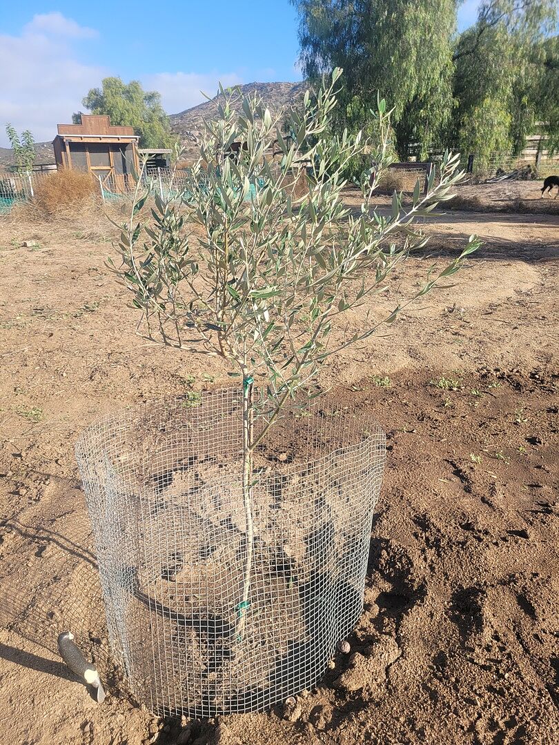 Beautiful and healthy.