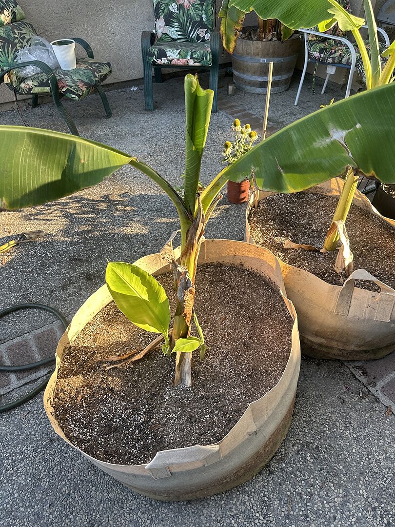 Everything is perfect with the