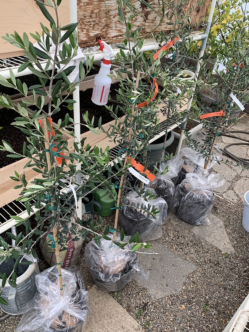 Fantastic olive trees! Arrived in great shape!