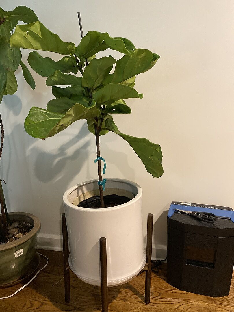 Healthy plant! The packaging was