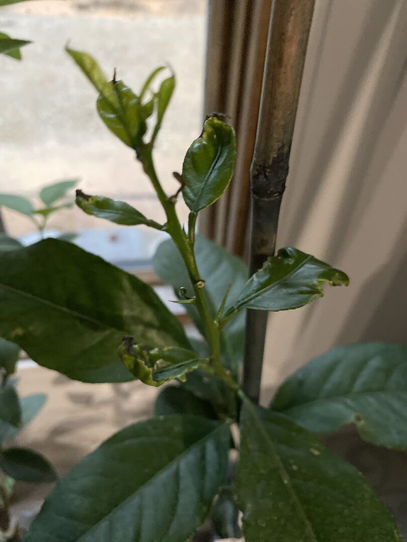 In good health. Green leaves,