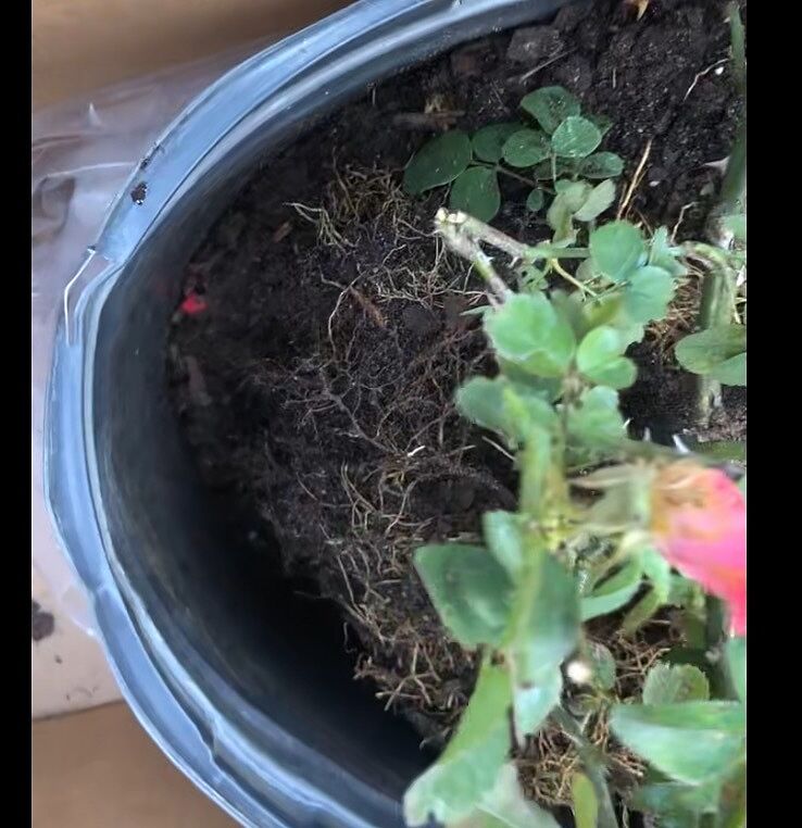 Beautiful color. Good size shrub