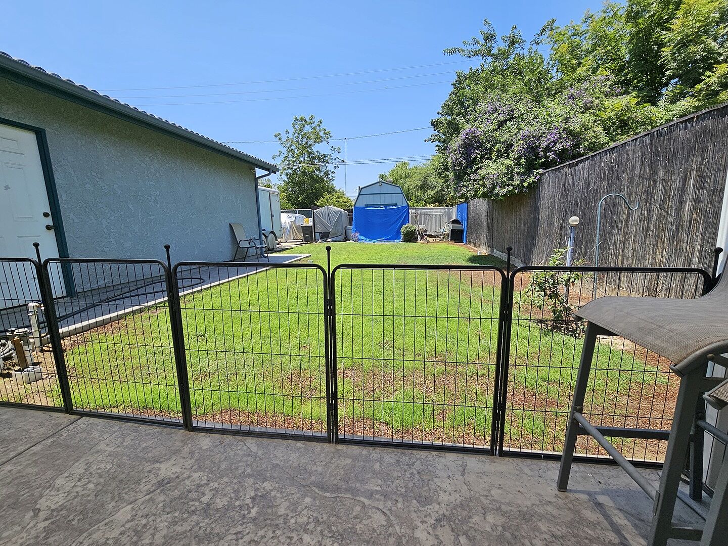 Turbo Bermudagrass seed