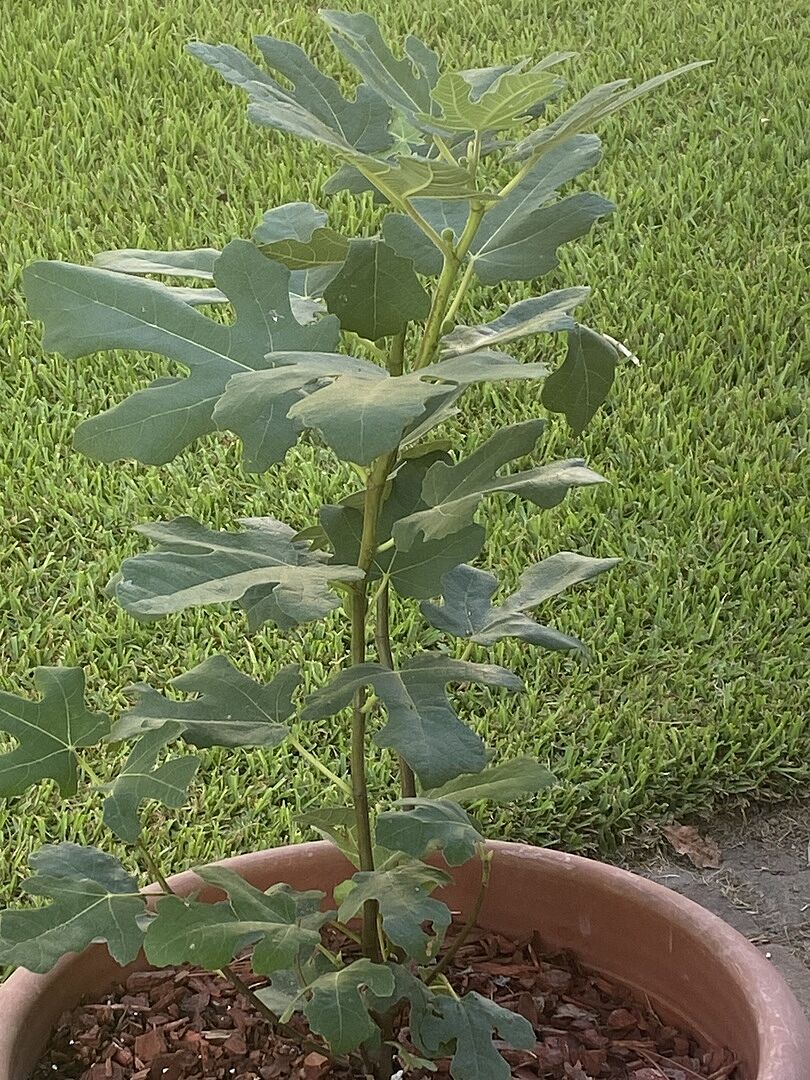 Chicago Hardy Fig Tree