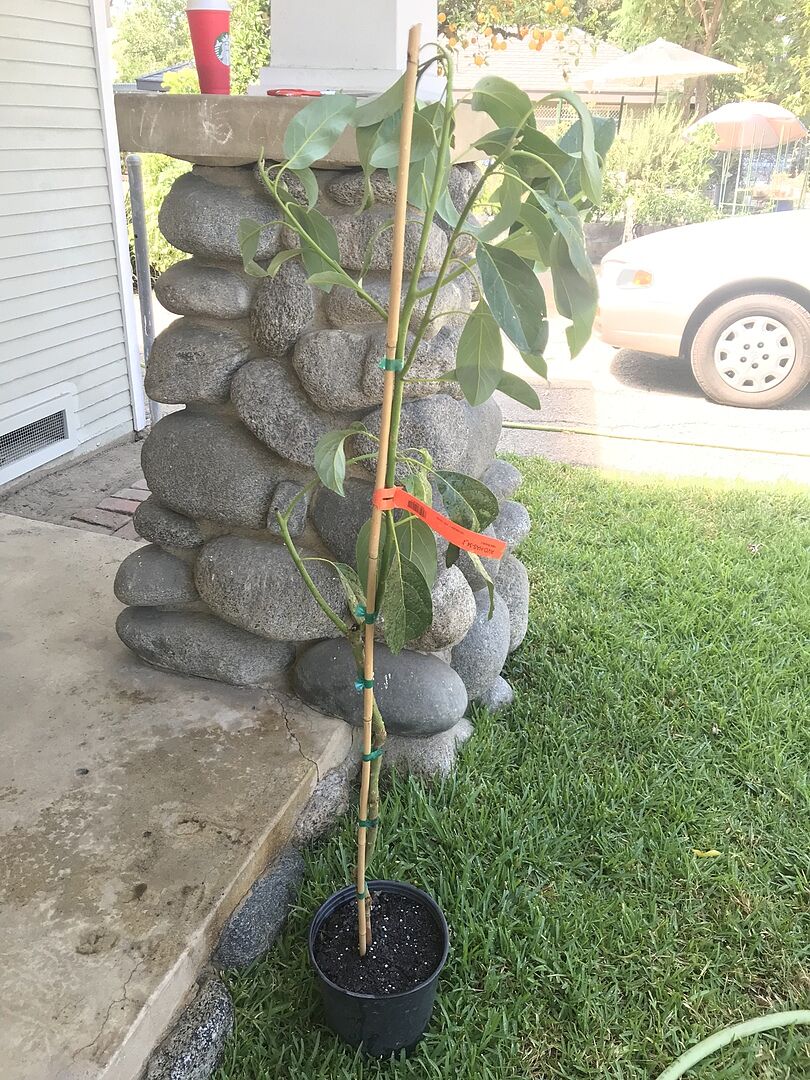 The tree arrived very well