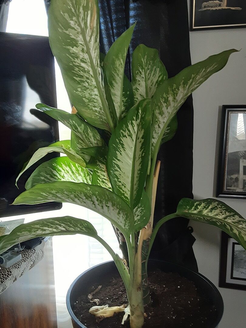 beautiful!!!! Will b ordering another