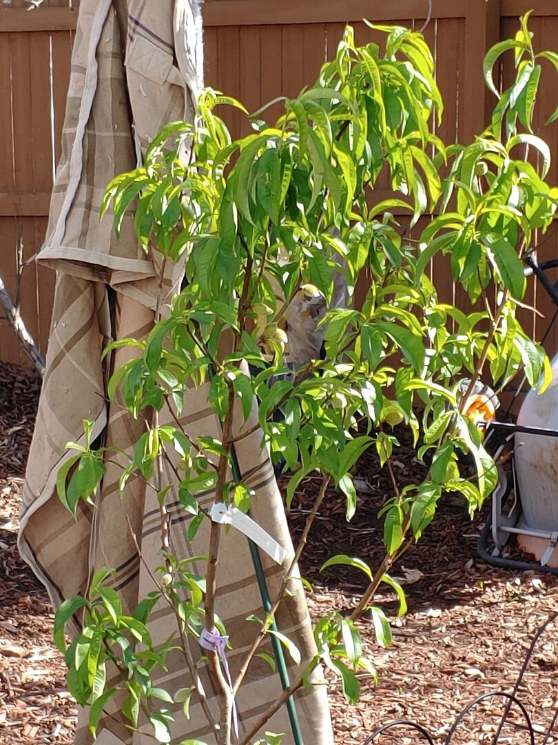 Outstanding peach trees