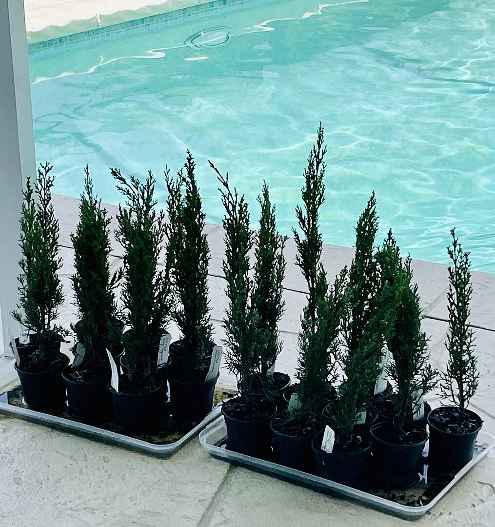 My Baby Italian Cypress 🪴