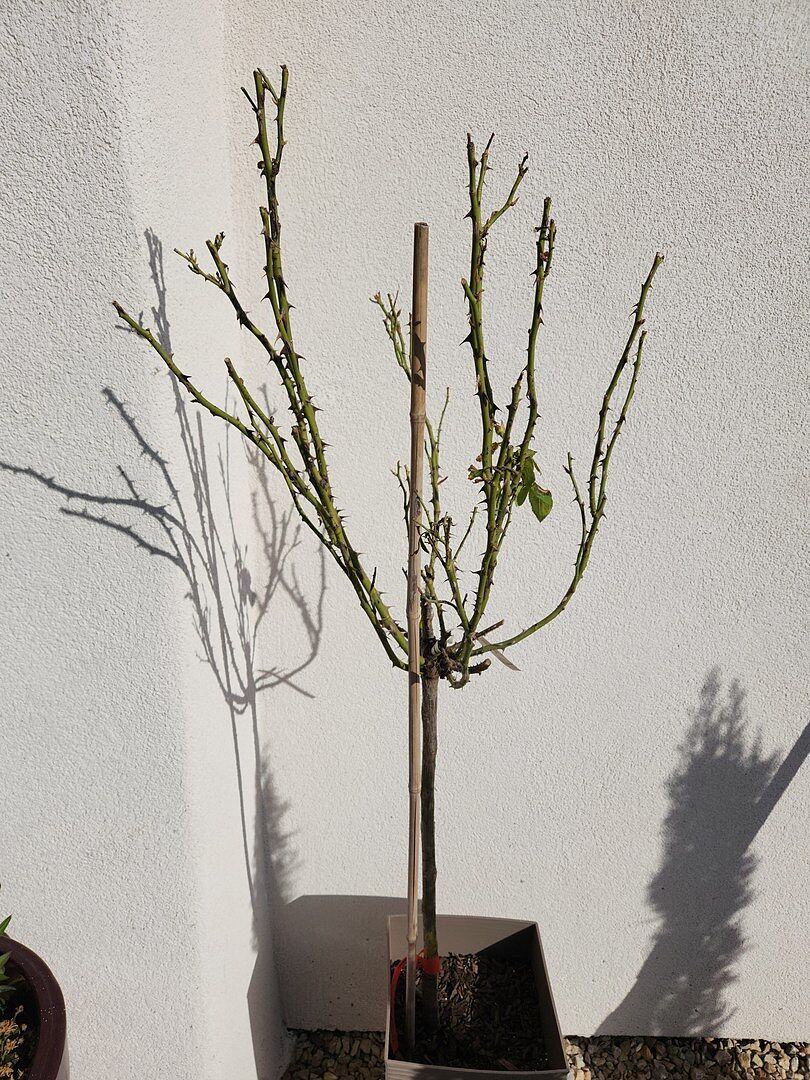 One looked pretty the other