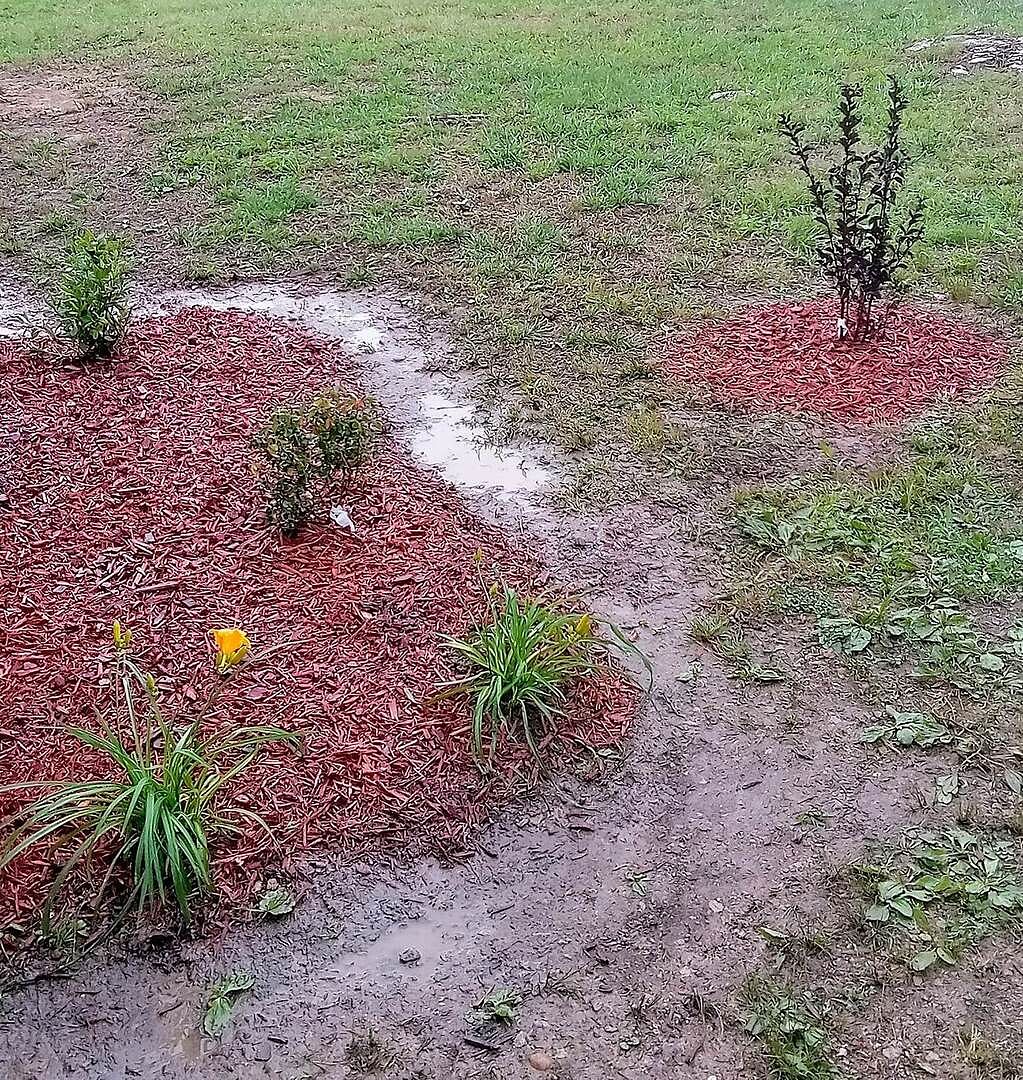 Bla k diamond red crape myrtle