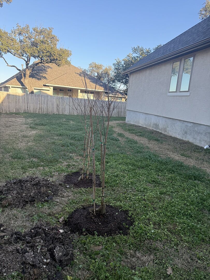 Muskogee Crape Myrtles