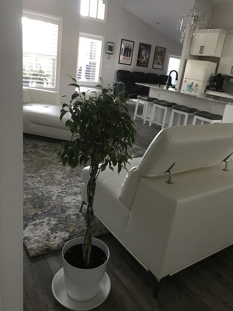 The Benjamina Ficus arrived very