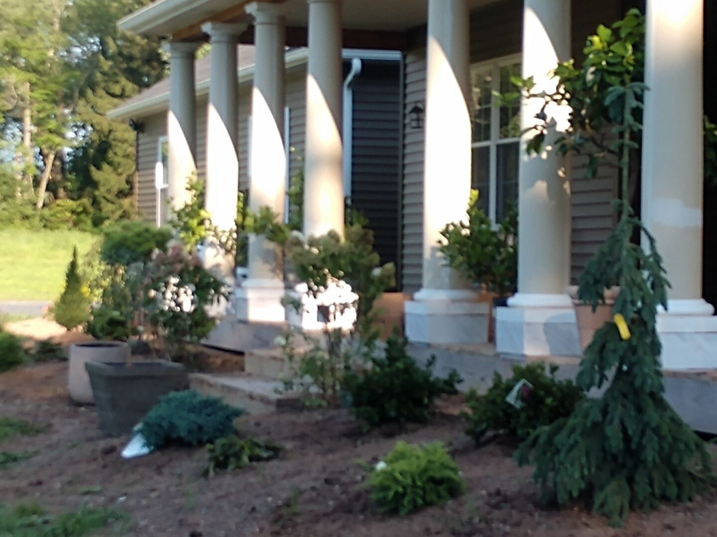 The Olive tree arrived in