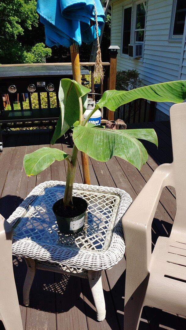 My tree just arrives and