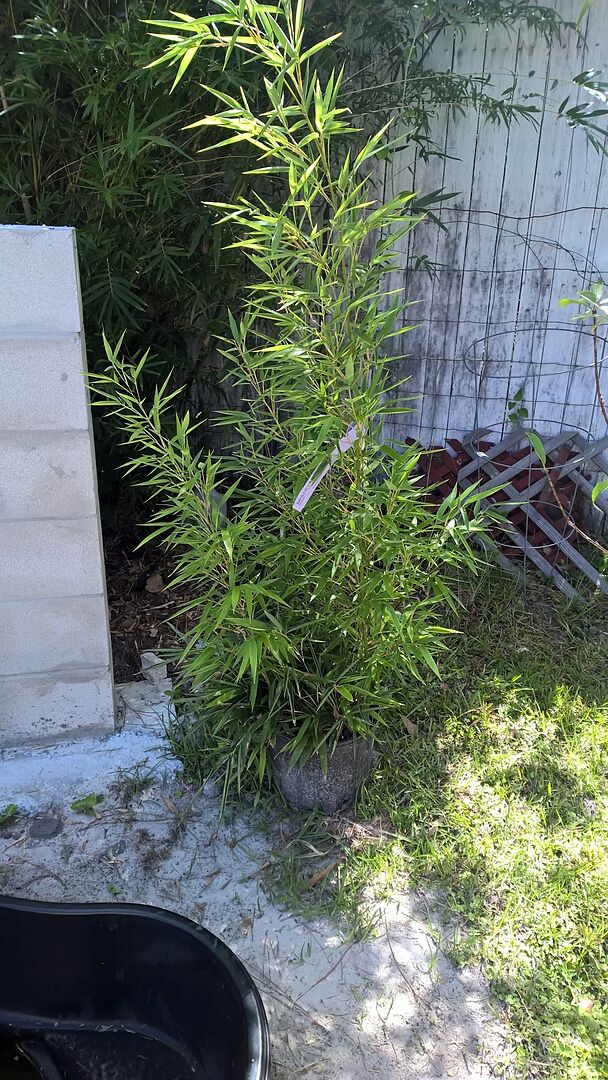 It arrived great! The bamboo