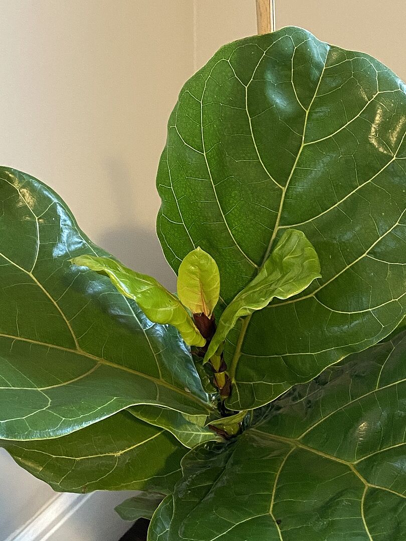 Happy, healthy new fiddle leaf fig